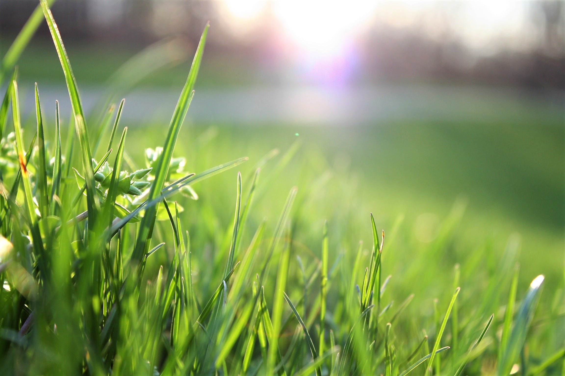 Jardin image