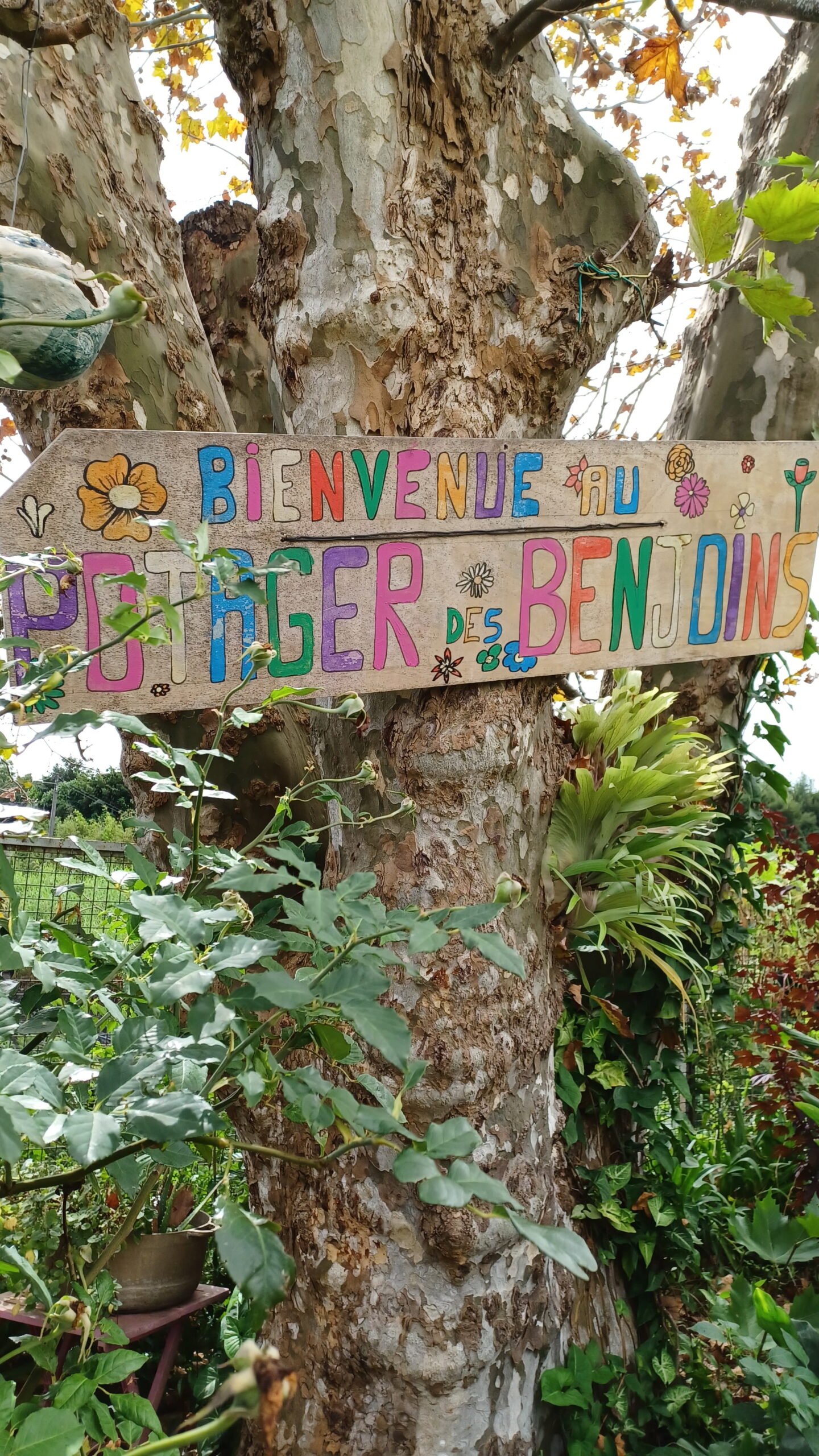 Garden